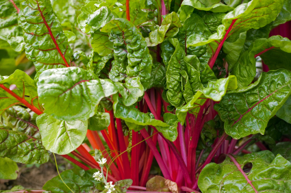 red swiss chard red swiss chard